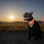 Load image into Gallery viewer, Reflective Dog Bandana Hi-Vis M Size 19 in Chest x 19 in Neck Orange