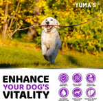 Load image into Gallery viewer, Dog Multivitamin Chews with Glucosamine 240 Count Hip & Joint Immune Support
