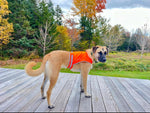 Load image into Gallery viewer, Lightweight Dog Vest L Size Mid-Back Coverage 36.75 in Chest x 26 in Neck Orange