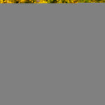 Load image into Gallery viewer, Dog Multivitamin Chews with Glucosamine 170 Count Codfish-Free