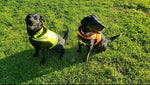 Load image into Gallery viewer, Lightweight Dog Vest Mid-Back Coverage 36.75 in Chest x 22 in Neck