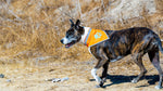 Load image into Gallery viewer, Orange Dog Bandana Chest Size 24.5 Inch Neck Size 22 inch Hi Visibility
