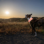 Load image into Gallery viewer, Reflective Dog Collar. Fluorescent Blaze Orange with Adjustable Fastener for Small Medium &amp; Large Pets. High Visibility Dog Products to Safeguard Your PUP from Motorists &amp; Hunters.