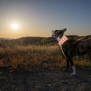 Reflective Dog Collar M Size Fluorescent Blaze Orange with Adjustable Fastener
