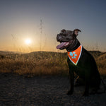 Load image into Gallery viewer, Orange Dog Bandana Chest Size 19 Inch Neck Size 19 inch M Size Hi Visibility
