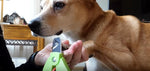 Load image into Gallery viewer, Zen Clipper Precise Junior – Safe, Adjustable Nail Clipper for All Sizes of Pets.
