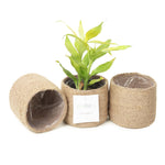 Load image into Gallery viewer, Jute Small Plant Pots Set of 3, 4.5 inches, Natural Jute