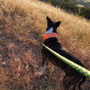 Reflective Dog Collar M Size Fluorescent Blaze Orange with Adjustable Fastener
