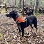 Load image into Gallery viewer, Reflective Dog Bandana Hi-Vis 24.5 in Chest x 22 in Neck Orange