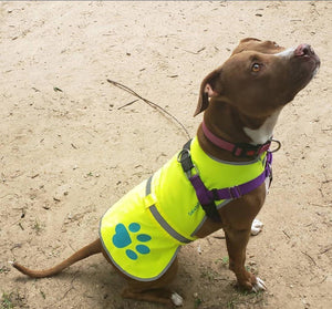 Urban Dog Reflective Vest L Size Fluorescent Hi Visibility Dog Jacket Yellow