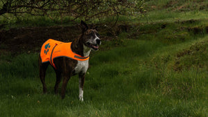 Soft shell Waterproof Dog Vest XS Size Chest Size 22.5 In Neck Size 15 in Hi
