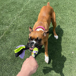 Load image into Gallery viewer, Lavender Interactive Tug Toy for Dogs Mental Stimulation Toy Slow Play Treat Dispenser Brain Exercise for Puppies &amp; Seniors Teething Relief Blue Orange Purple (Lavender)