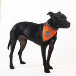 Load image into Gallery viewer, Orange Dog Bandana Neck Size 10 inch S Size Hi Visibility Reflective Blaze

