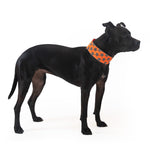 Load image into Gallery viewer, Reflective Dog Collar M Size Fluorescent Blaze Orange with Adjustable Fastener
