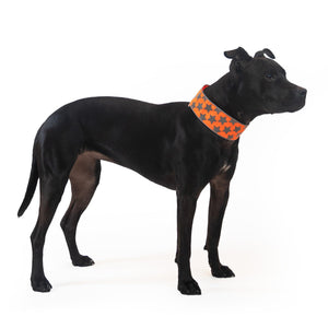 Reflective Dog Collar M Size Fluorescent Blaze Orange with Adjustable Fastener