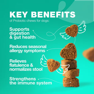 Probiotics for Dogs Support Gut Health Immunity Yeast Balance Itchy Skin